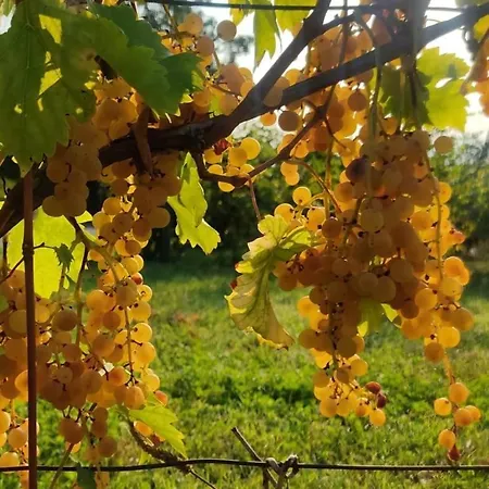 بيت خشبي Starsbox La Montagna Di Leonardo